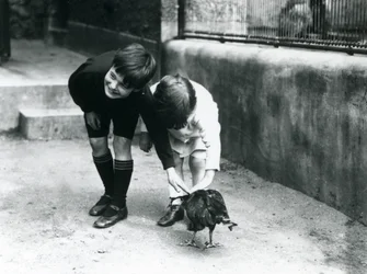 To unge besøkende møter en tam Striated Caracara i London Zoo, juni 1914